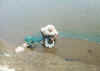 PICT0048.JPG (29678 bytes)