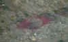 PICT0047.JPG (28943 bytes)