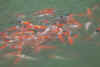 PICT0061.JPG (36643 bytes)