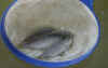 PICT0191.JPG (28428 bytes)